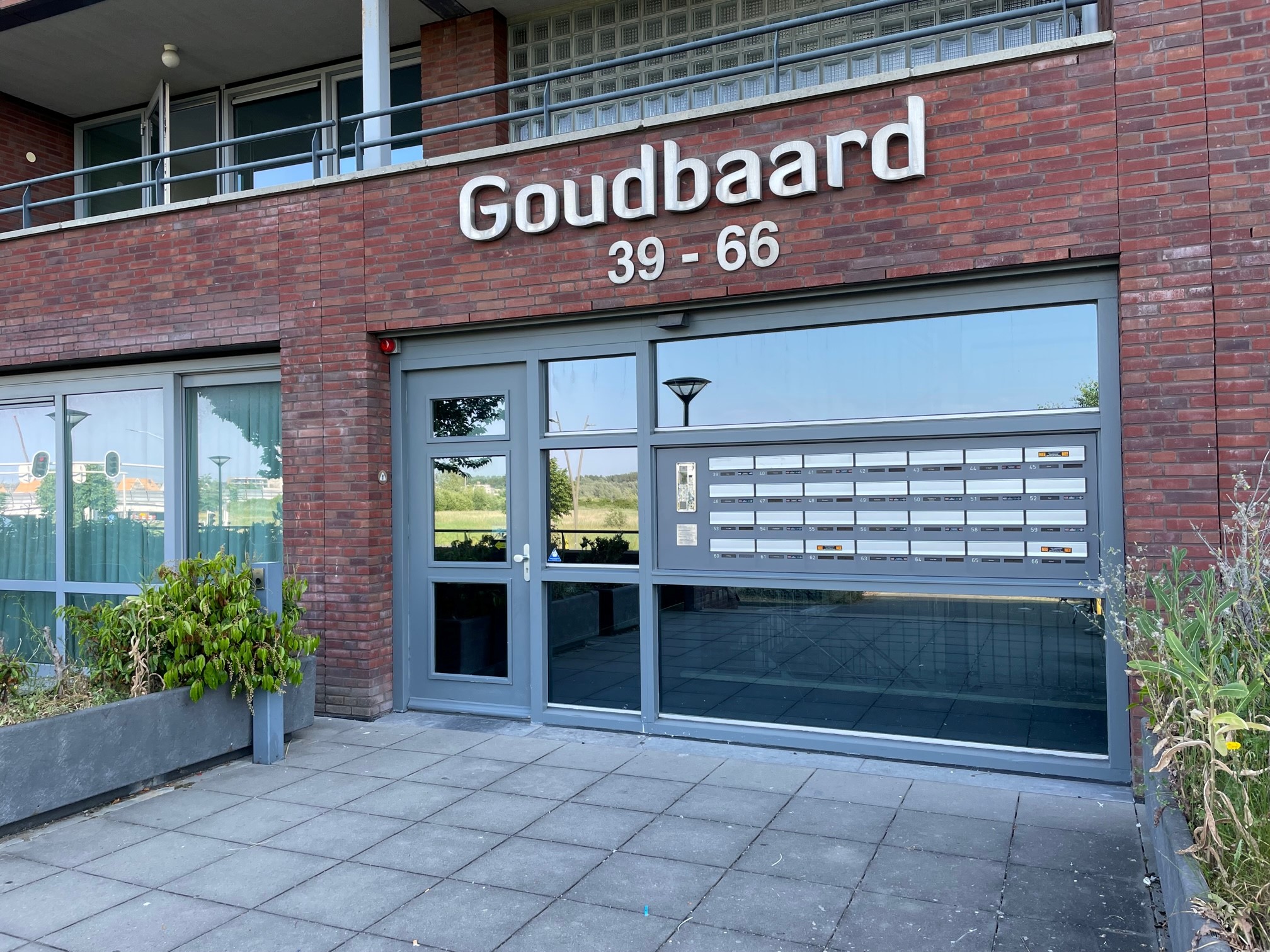 Goudbaard 56